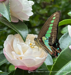 Common Bluebottle Butterfly