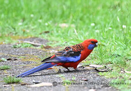 Crimson Rosella