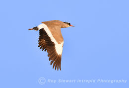 Crowned Lapwing