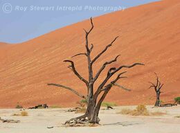Dead Vlei, Sossusvlei, Namibia