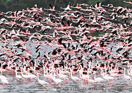 Flamingos take Flight