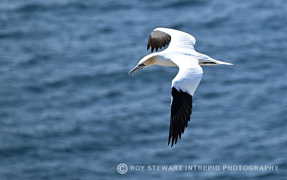 Gannet