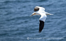 Gannet