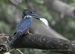 Giant Kingfisher