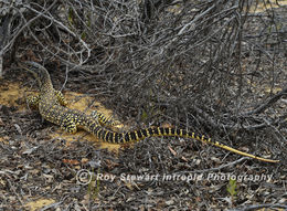 Goanna