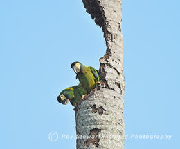 Golden collared Macaw