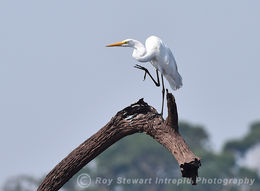 Great Egret