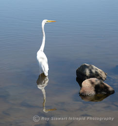 Great White Egret