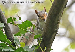 Grey Squirrel