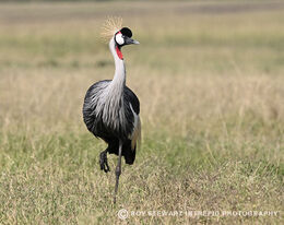 Grey Crowned-Crane