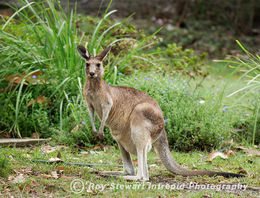 Grey Kangaroo