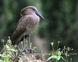 Hamerkop