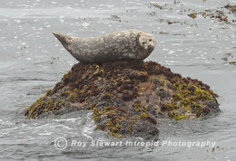 Harbor Seal