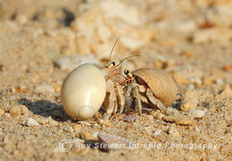 Hermit Crabs