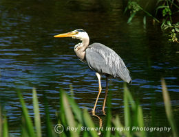 Heron