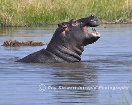 Hippopotamus