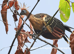 Hoatzin