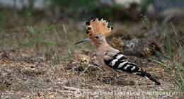 Hoopoe