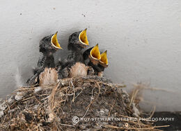 Hungary Swallow Chicks