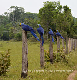 Hyacinth Macaws