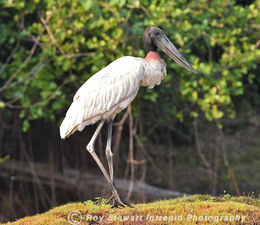 Jabiru Stork