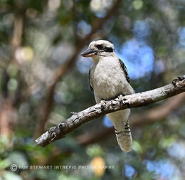 Kookaburra