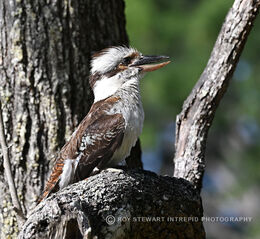 Kookaburra