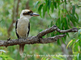 Kookaburra