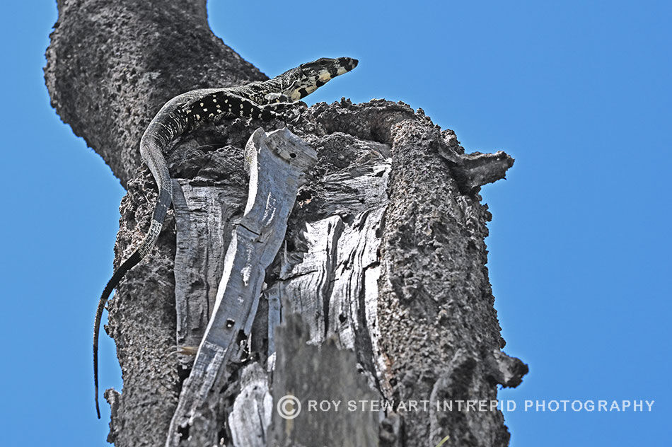 Lace Monitor