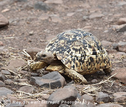 Leopard Tortoise