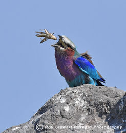 Lilac Breasted Roller