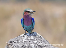 Lilac Breasted Roller