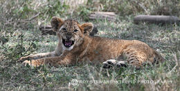 Lion Cub