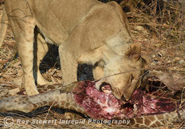 Lion lunch