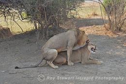 Lions mating