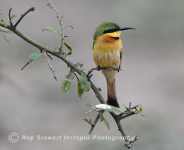 Little Bee Eater