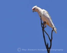 Little Corella