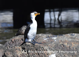 Little Pied Cormorant