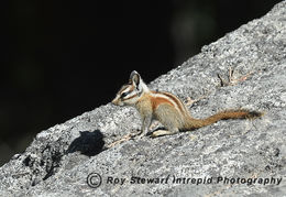 Lodgepole Chipmonk
