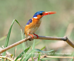 Malachite Kingfisher