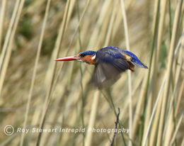 Malachite Kingfisher