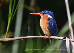 Malachite Kingfisher
