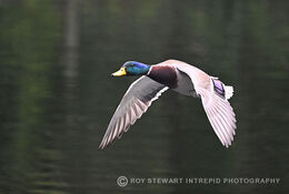 Mallard