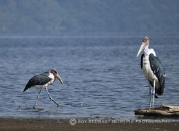 Marabou Storks