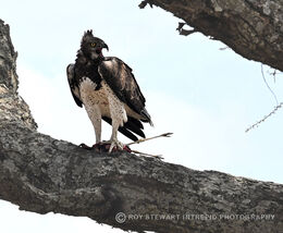 Martial Eagle