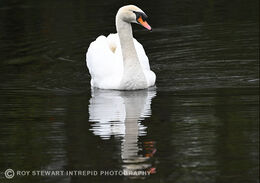 Mute Swan