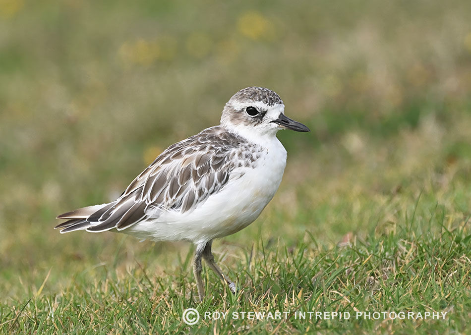 New Zealand Dotterel (Tuturiwhatu)