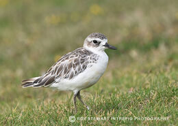 New Zealand Dotterel