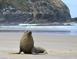 New Zealand Fur Seal (Kekeno)