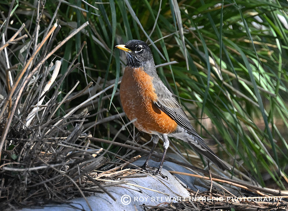 American Robin